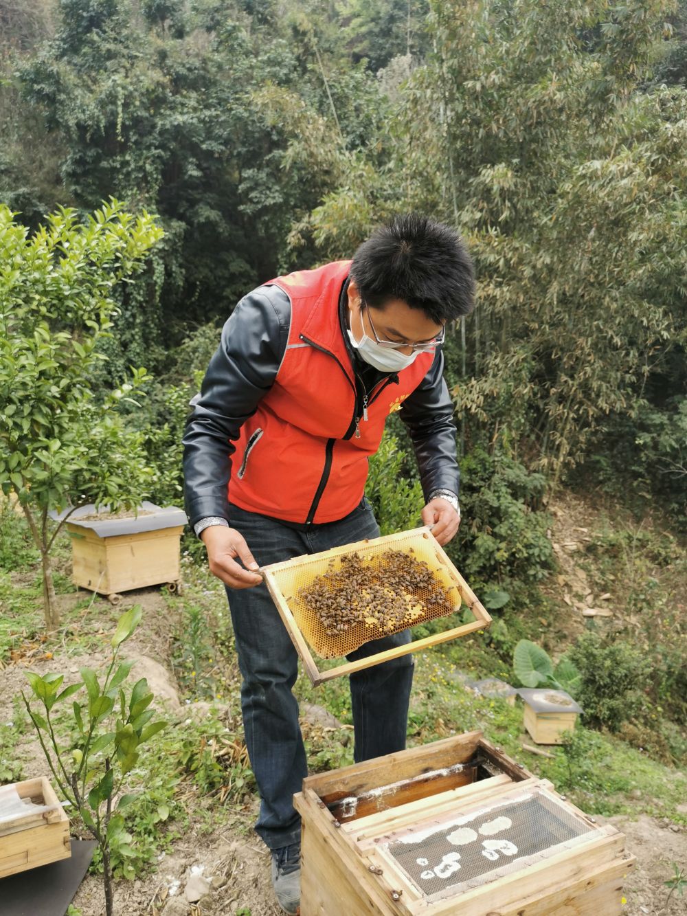 　　广西乐业县百坭村第一书记杨杰兴查看村里养殖的蜜蜂（2月26日摄）。新华社记者 王念 摄